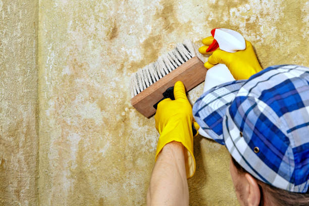Best Mold Damage Restoration  in Mayville, MI