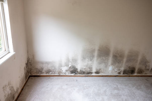 Best Basement Mold Removal  in Mayville, MI