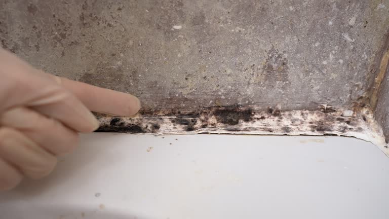 Best Emergency Mold Remediation  in Mayville, MI