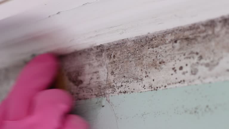 Forensic Mold Investigation in Mayville, MI
